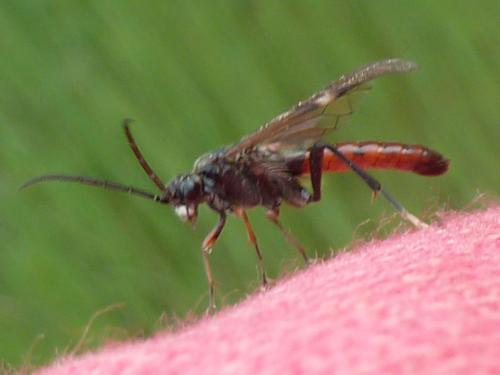 Réf. 229 073 : Tenthredopsis coquebertii